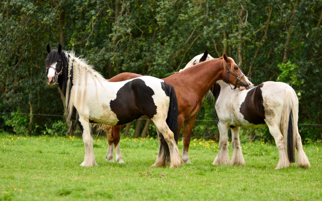 – 10 ‘paarden in het wild’ feitjes –