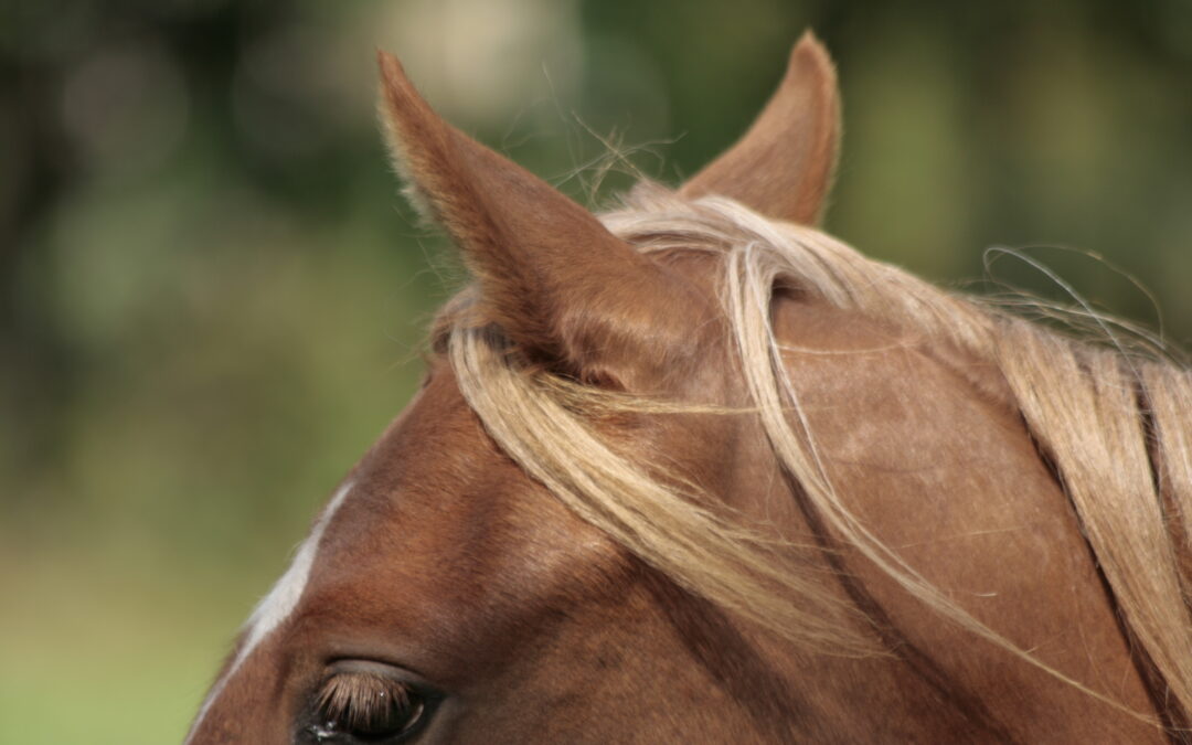 – Hoe leren paarden eigenlijk? –