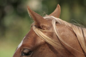 orenspel paard
