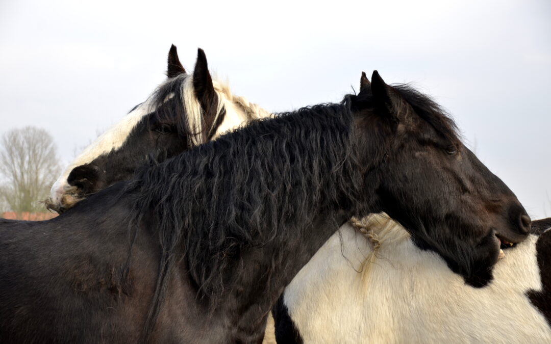 – 🐴 Hoe gelukkig is jouw paard? – 4 signalen van écht paardenwelzijn –
